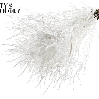 QC Gedroogde Huckelberry met Flock | Kleur: Wit | Vaccinium Droogbloemen Takken | Per 5 bossen