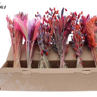 QC Mixed Dried Flowers | Colour Mix 9 | Colour: Mixed Colours | Dried Flowers Mix | Length ± 60 centimetres | Per 6 bunches