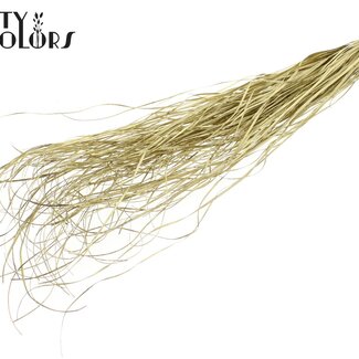 QC Dried Bear Grass | Colour: Golden | Xerophyllum | Length ± 60 centimetres | Per 20 bunches