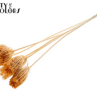 QC Bijsteker de Grande Carotte Séchée | Couleur : Saumon | Ammi Majus Bijsteker | Diamètre ± 4 - 6 centimètres | Longueur ± 50 centimètres | 5 bijstekers par bouquet