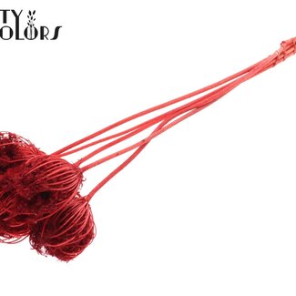 QC Gedroogde Groot Akkerscherm Bijstekers | Kleur: Rood | Ammi Majus Bijsteker | Diameter ± 4 - 6 centimeter | Lengte ± 50 centimeter | 5 bijstekers per bos