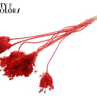 QC Dried Large Field Umbel Picks | Colour: Coral | Ammi Majus Pick | Diameter ± 2 - 4 centimetres | Length ± 50 centimetres | 10 picks per bunch