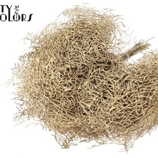 QC Fougère de Corail Préservée | Couleur : Doré Antique | Gleichenia Dicarpa | 10 tiges par bouquet | Par 10 bouquets