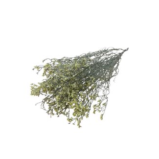 Dutch Dried Gele Limonium Diamond droogbloemen  | Lengte ± 70 centimeter | Gewicht ± 100 gram