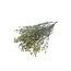 Gele Limonium Diamond droogbloemen  | Lengte ± 70 centimeter | Gewicht ± 100 gram