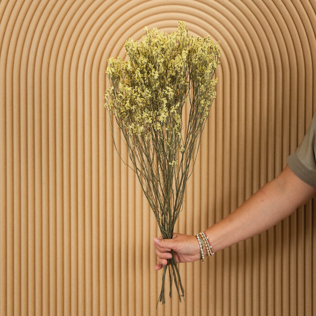 Gele Limonium Diamond droogbloemen  | Lengte ± 70 centimeter | Gewicht ± 100 gram
