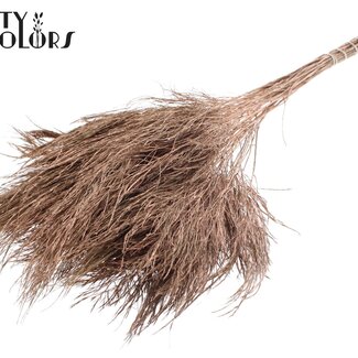 QC Dried Tree Fern | Colour: Copper | Polypodiophyta | Length ± 60 centimetres | Per 20 bunches