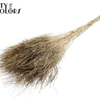 QC Dried Tree Fern | Colour: Antique Gold | Polypodiophyta | Length ± 60 centimetres | Per 20 bunches