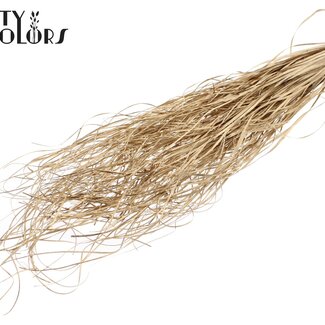 QC Gedroogd Berengras | Kleur: Antiek Goudkleurig | Xerophyllum | Lengte ± 60 centimeter | Per 20 bossen