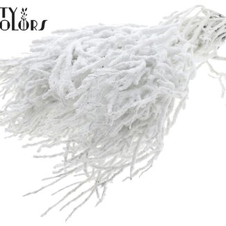 QC Gedroogde Huckelberry met Sneeuw | Kleur: Wit | Vaccinium Droogbloemen Takken | Per 5 bossen