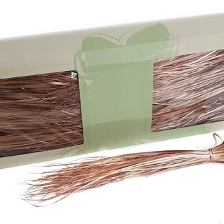 QC Gepreserveerd Berengras | Kleur: Antiek Goudkleurig | Xerophyllum | Lengte ± 60 centimeter | Per 20 bossen