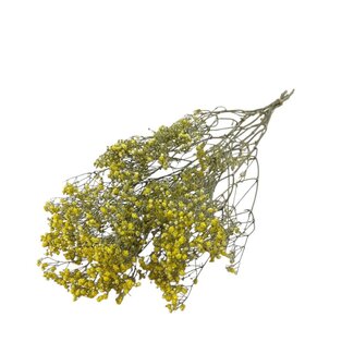 Dutch Dried Gele  Gypsophila droogbloemen | Gedroogd Gipskruid | Lengte ± 65 centimeter | Per 5 takken