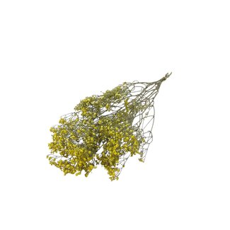 Dutch Dried Gelbe Gypsophila Trockenblumen | Getrocknetes Schleierkraut | Länge ± 65 Zentimeter | Pro 5 Zweige