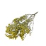 Gypsophile séchée jaune | Gypsophile séchée | Longueur ± 65 centimètres | Par 5 tiges