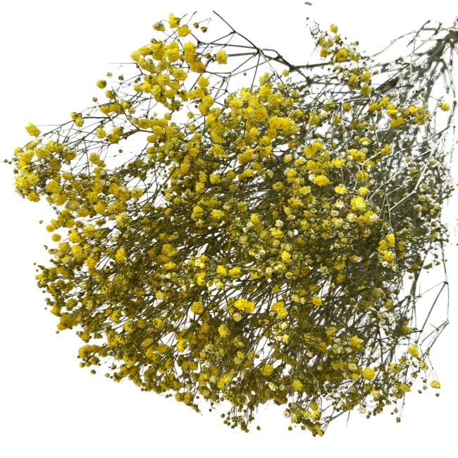 Yellow Gypsophila dried flowers | Dried Baby's Breath | Length ± 65 centimetres | Per 5 stems