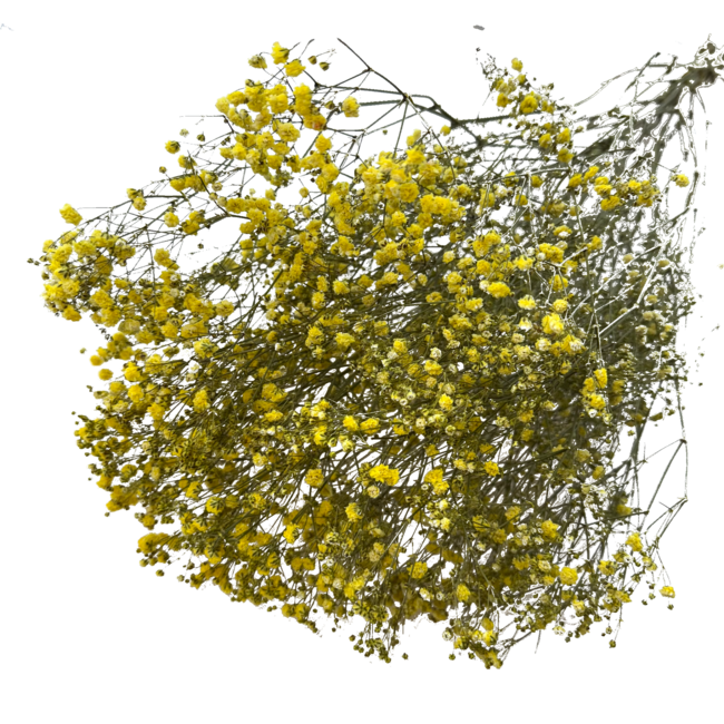 Gypsophile séchée jaune | Gypsophile séchée | Longueur ± 65 centimètres | Par 5 tiges
