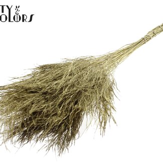 QC Fougère Arborescente Séchée | Couleur : Doré | Polypodiophyta | Longueur ± 60 centimètres | Par 20 bouquets