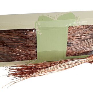 QC Preserved Bear Grass | Colour: Copper | Xerophyllum | Length ± 60 centimetres | Per 20 bunches