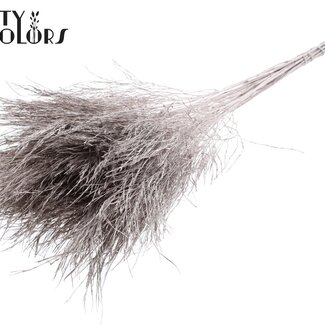 QC Gedroogde Boomvaren | Kleur: Champagne | Polypodiophyta | Lengte ± 60 centimeter | Per 20 bossen