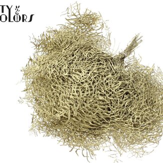 QC Fougère de Corail Préservée | Couleur : Doré avec paillettes | Gleichenia Dicarpa | 10 tiges par bouquet | Par 10 bouquets