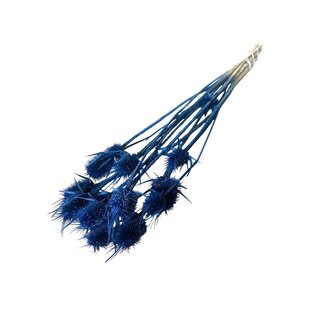 Dutch Dried Dark Blue Cardistella Thistles Dried Flowers | Length ± 60 centimetres | Per 10 stems