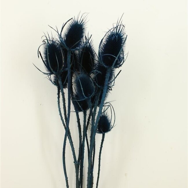 Dark Blue Cardistella Thistles Dried Flowers | Length ± 60 centimetres | Per 10 stems