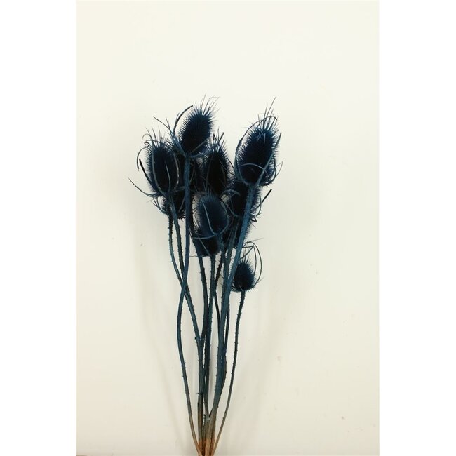 Dark Blue Cardistella Thistles Dried Flowers | Length ± 60 centimetres | Per 10 stems
