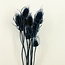 Dark Blue Cardistella Thistles Dried Flowers | Length ± 60 centimetres | Per 10 stems