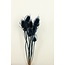Donkerblauwe Cardistella Distels droogbloemen | Lengte ± 60 centimeter | Per 10 takken