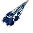 Dark Blue Cardistella Thistles Dried Flowers | Length ± 60 centimetres | Per 10 stems