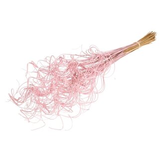 Dutch Dried Pink Curly Ting Ting dried flowers | Length ± 60 centimetres | Weight ± 100 grams