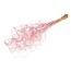 Pink Curly Ting Ting dried flowers | Length ± 60 centimetres | Weight ± 100 grams