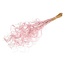 Pink Curly Ting Ting dried flowers | Length ± 60 centimetres | Weight ± 100 grams