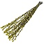 Chatons de saule jaune Salix fleurs séchées | Longueur ± 70 centimètres | Par 20 branches
