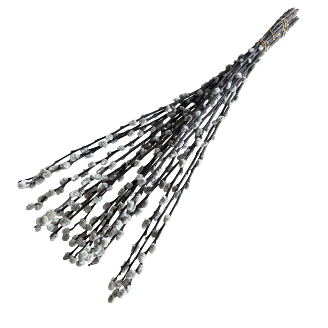 Natural Salix Pussy Willow Dried Flowers | Length ± 70 centimetres | Per 20 stems