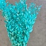 Aqua blaue Ruscus Trockenblumen | Länge ± 65 Zentimeter | Gewicht ± 100 Gramm