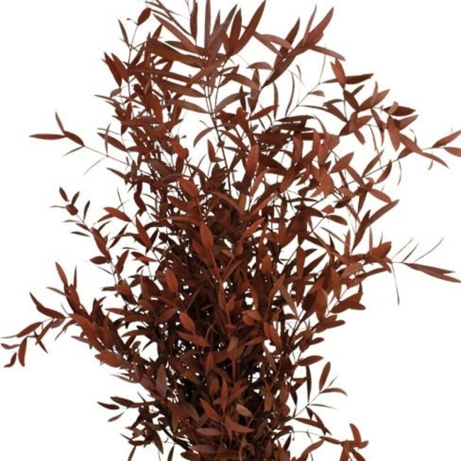 Roter Eucalyptus Parvifolia | Konserviert |  | Länge ± 60 Zentimeter | Gewicht ± 150 Gramm