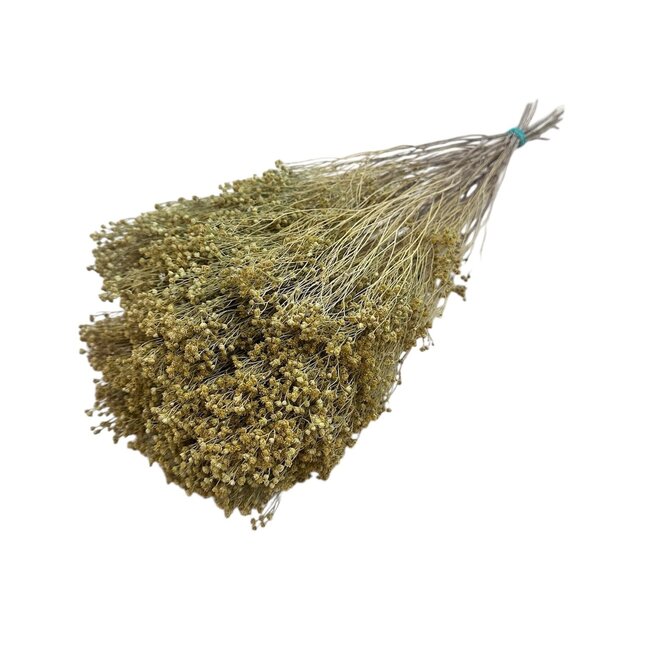 Natural Broom Bloom dried flowers | Length ± 55 centimetres | Weight 100 grams