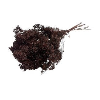 Dolce Vita Bloom de Broom Brun fleurs séchées | Longueur ± 45 centimètres | Poids 100 grammes