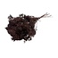 Brown Broom Bloom dried flowers | Length ± 45 centimetres | Weight 100 grams