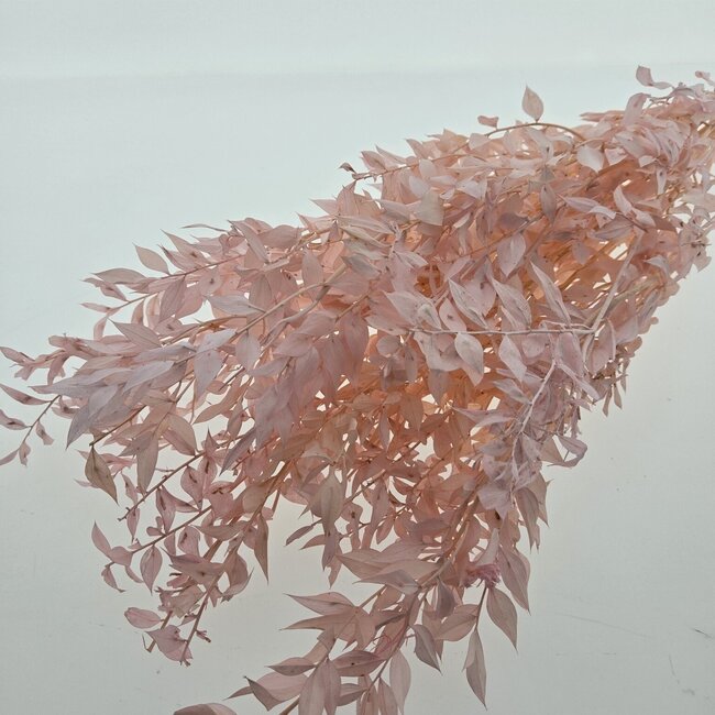 Roze gepreserveerde Ruscus droogbloemen | Lengte ± 65 centimeter | Gewicht ± 100 gram