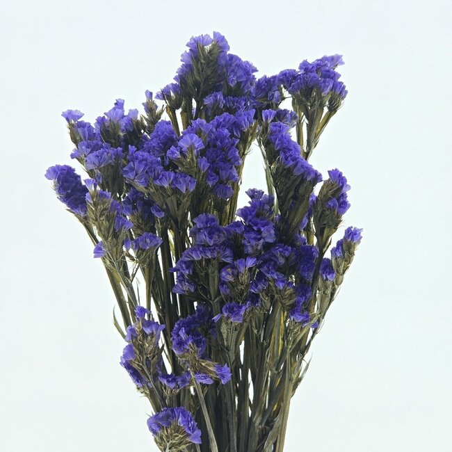Lila Statice Sinuata konservierte Blumen | Länge ± 65 Zentimeter | Gewicht ± 75 Gramm