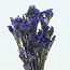 Lila Statice Sinuata konservierte Blumen | Länge ± 65 Zentimeter | Gewicht ± 75 Gramm