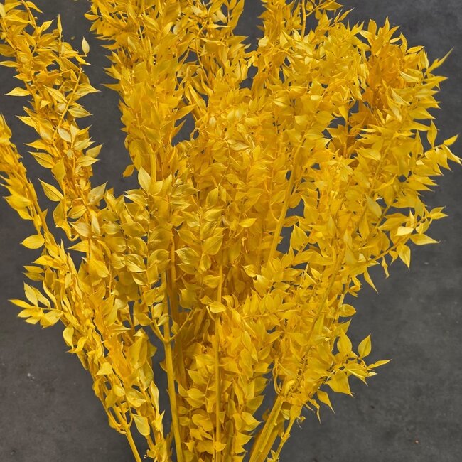 Gelbe Ruscus Trockenblumen | Länge ± 65 Zentimeter | Gewicht ± 100 Gramm