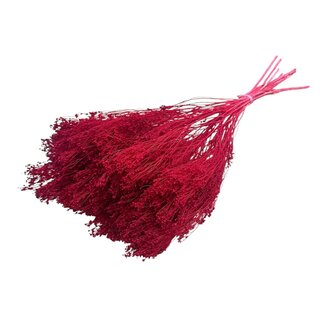 Dolce Vita Dark Red Broom Bloom Dried Flowers | Length ± 45 centimetres | Weight 100 grams