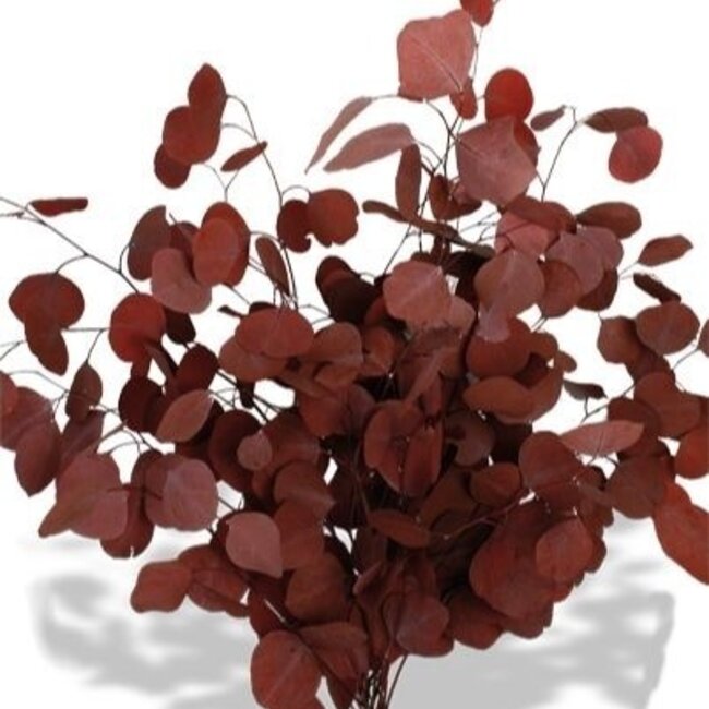 Rode Eucalyptus Populus | Gepreserveerd | Lengte ± 60 centimeter | Gewicht ± 150 gram