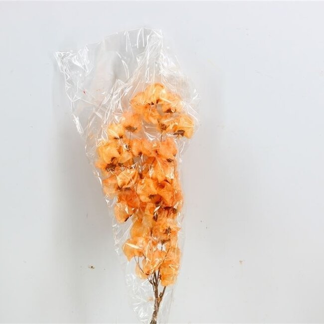 Salmon-coloured Bougainvillea dried flowers | Length ± 45 centimetres | Weight ± 35 grams
