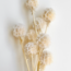 White bleached Scabiosa dried flowers | Length ± 30 centimetres | Per 10 scabiosas