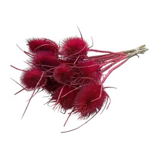 Dutch Dried Roze Cardistella Distels droogbloemen | Lengte ± 60 centimeter | Per 10 takken