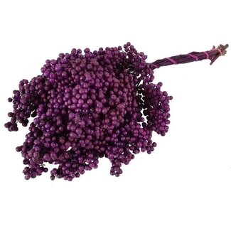 Dutch Dried Lila Schinus - Pfefferbeeren Trockenblumendekoration | Länge ± 35 Zentimeter | Gewicht ± 150 Gramm